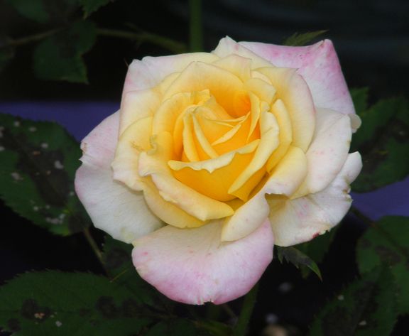 Bees Knees photo bk2014_07310019_zps7e19dbed.jpg